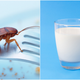 Illustration for article titled Why is cockroach milk trending and will it save us all?